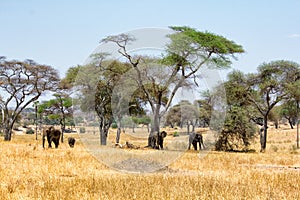 African elephants walking in savannah