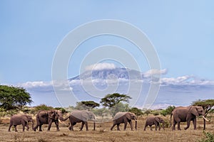 African elephants walking together with background of Kilimanjaro mountain at Amboseli national park Kenya