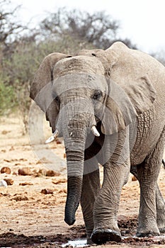 African elephants at a waterhole