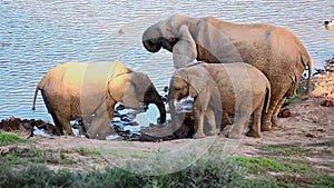 African Elephants at a waterhole