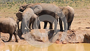 African elephants at a waterhole, Addo Elephant National Park, South Africa