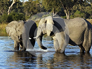 African Elephants - Waterhole - Botswana