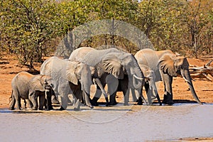 African elephants at a waterhole