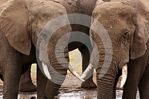 African elephants at waterhole in South Africa