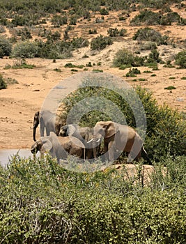 African elephants at waterhole in South Africa