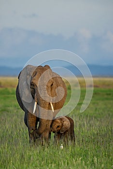 African elephants wfamily