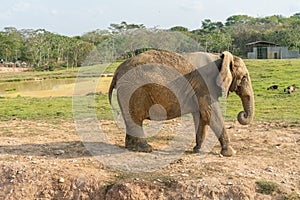 African elephants in the wild, beautiful landscape