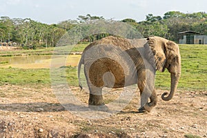 African elephants in the wild, beautiful landscape