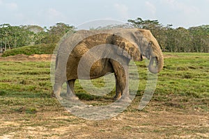 African elephants in the wild, beautiful landscape