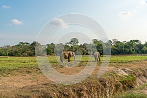 African elephants in the wild, beautiful landscape