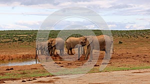 African elephants in wildlife. Group of majestic animals while drinking in landscape. Safari park, South Africa