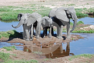 African Elephants with young-Tanzania