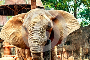 African elephants in zoo