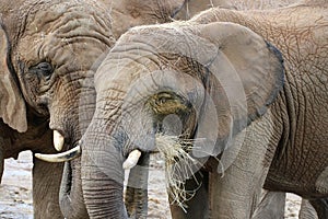 african elephants in a zoo (france)