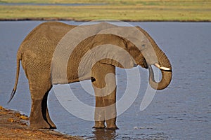 African elphant drinking from the Chobe River