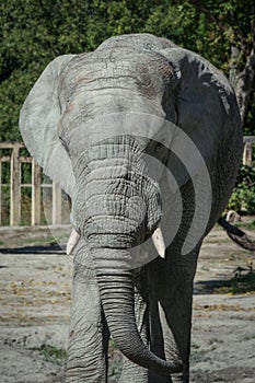 African elphant walking around