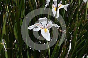 African or Fairy iris Dietes grandiflora   5