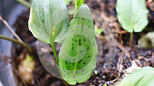 African false hosta photo