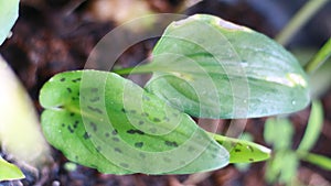 African false hosta photo