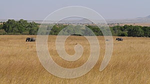 African Family Of Elephants With A Baby Follow Each Other Through The Savannah