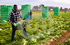 African farmer carrying boxes with curly endive
