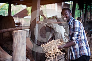 African Farmer giving dry feed to cows in stable