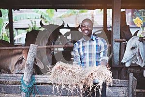 African Farmer giving dry feed to cows in stable