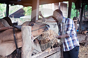 African Farmer giving dry feed to cows in stable