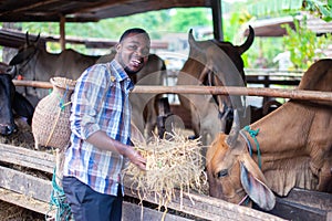 African Farmer giving dry feed to cows in stable