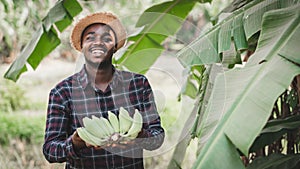 African farmer holding banana bunch at organic farm with smile and happy.Agriculture or cultivation concept