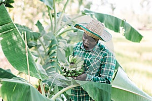 African farmer holding banana at organic farm