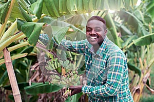 African farmer holding green banana on farm