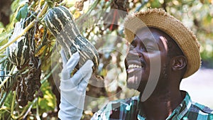 African farmer man checks melon in a vegetable farm with a smile and happiness