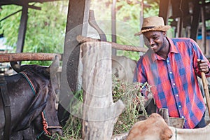 African farmer man feeding grass for a cows in the farm .Agriculture or cultivation concept