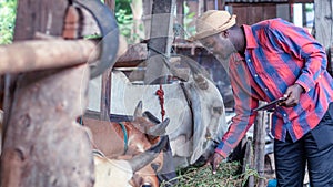 African farmer man feeding grass for a cows in the farm with using tablet.Agriculture or cultivation concept