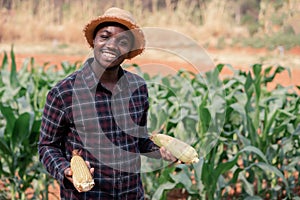 African farmer man holding  a fresh corn by in a farm land