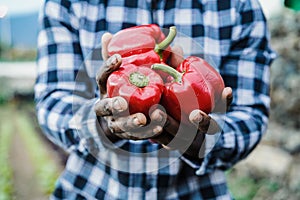 African farmer man holding fresh organic vegetables - Main focus on red peppers