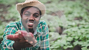 African farmer man showing fresh sweet potato at organic farm.Agriculture or cultivation concept