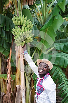 African farmer man standing with banana tree in organic farm.Agriculture or cultivation concept