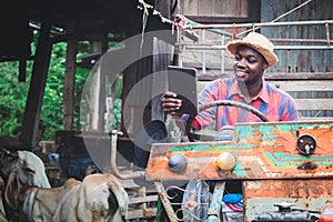 African farmer man using tablet in a tractor with the cows farm .Agriculture or cultivation concept