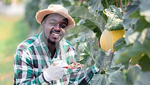 African farmer sitting to observe the yield and growth of melons in organic farms with holding soil.Agriculture or cultivation