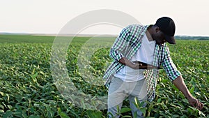 African farmer on soybean field, a man using a tablet to check the crop growth and monitor the soil conditions