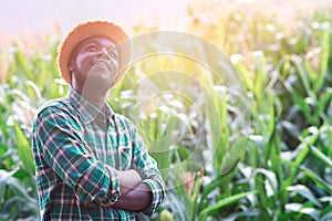 African farmer stands in hopeful thoughts in organic corn fields at sunset.Agriculture or cultivation concept