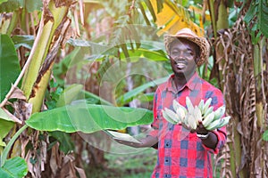 African farmer using tablet for  research the banana in organic farm.Agriculture or cultivation concept