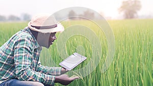 African farmer using a tablet for  research leaves of rice in organic farm field.Agriculture or cultivation concept