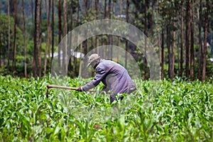 African Farmer Weeding