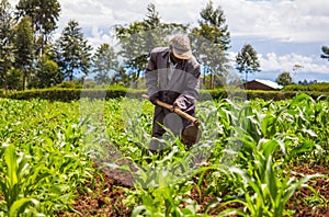 African Farmer Weeding