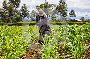 African Farmer Weeding