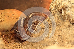 African Fat-tailed gecko