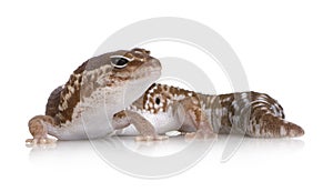 Lagarto 